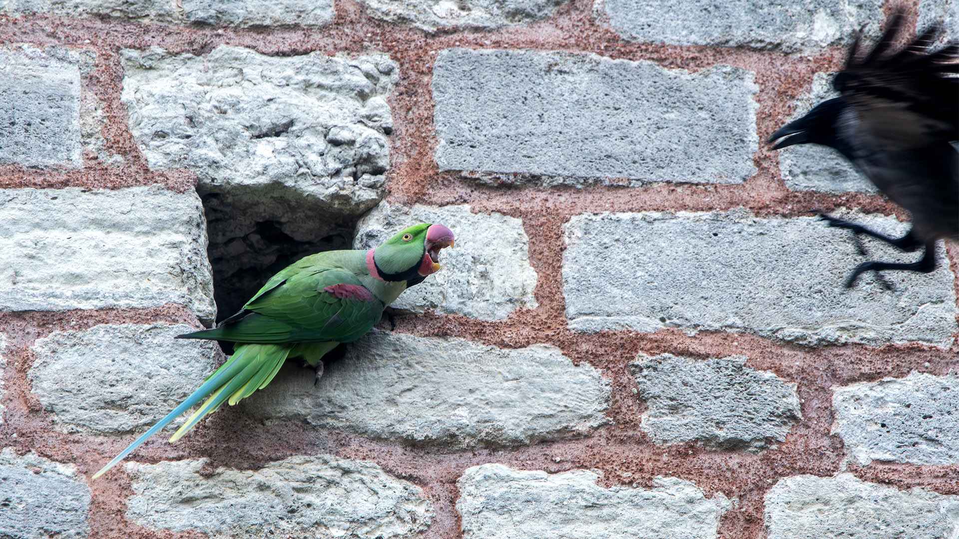 Alexandrine Parakeet